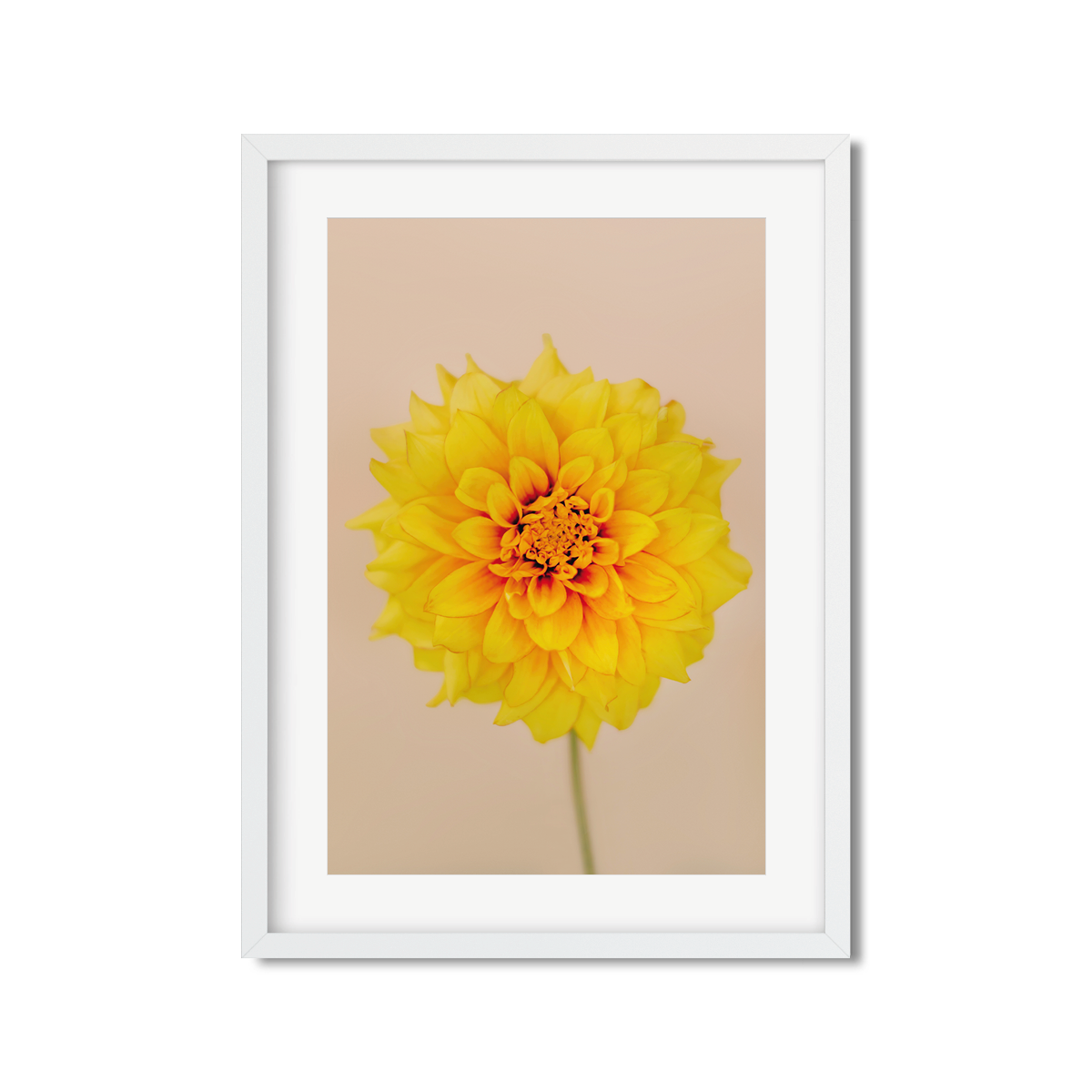 DAHLIA