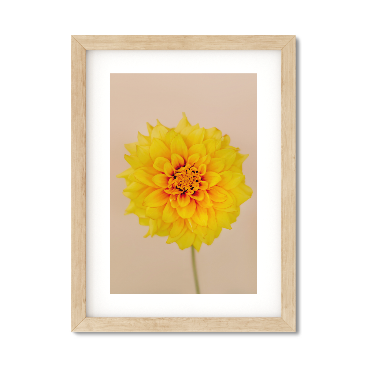DAHLIA