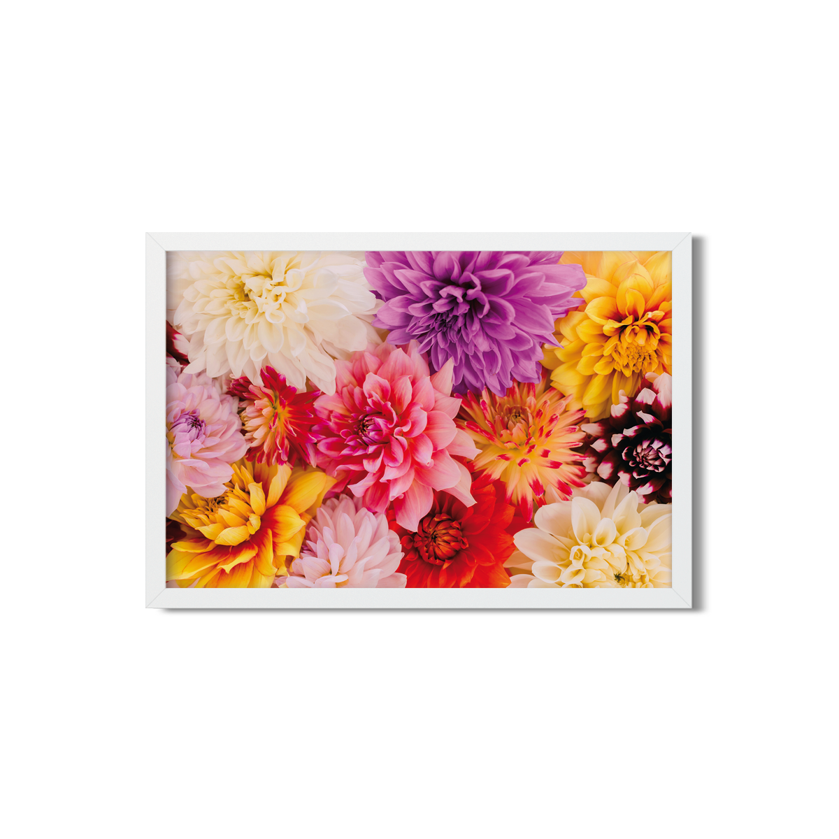 DAHLIA NO. 6