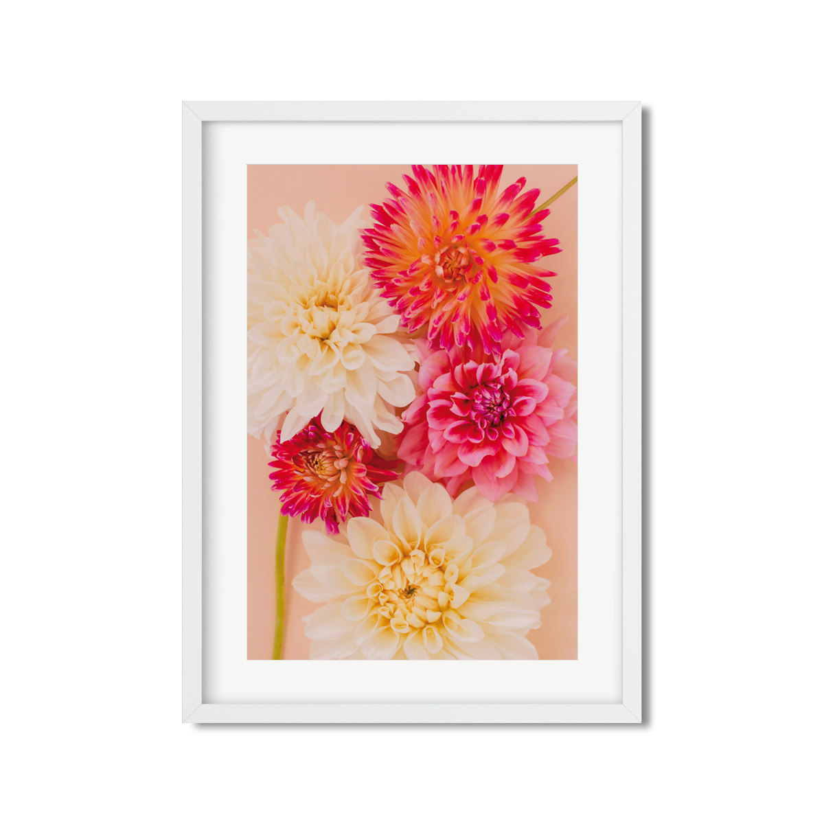 DAHLIA NO. 5