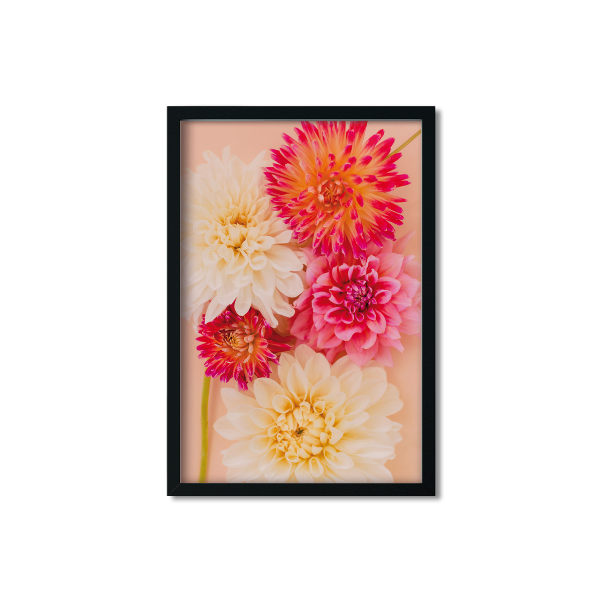 DAHLIA NO. 5