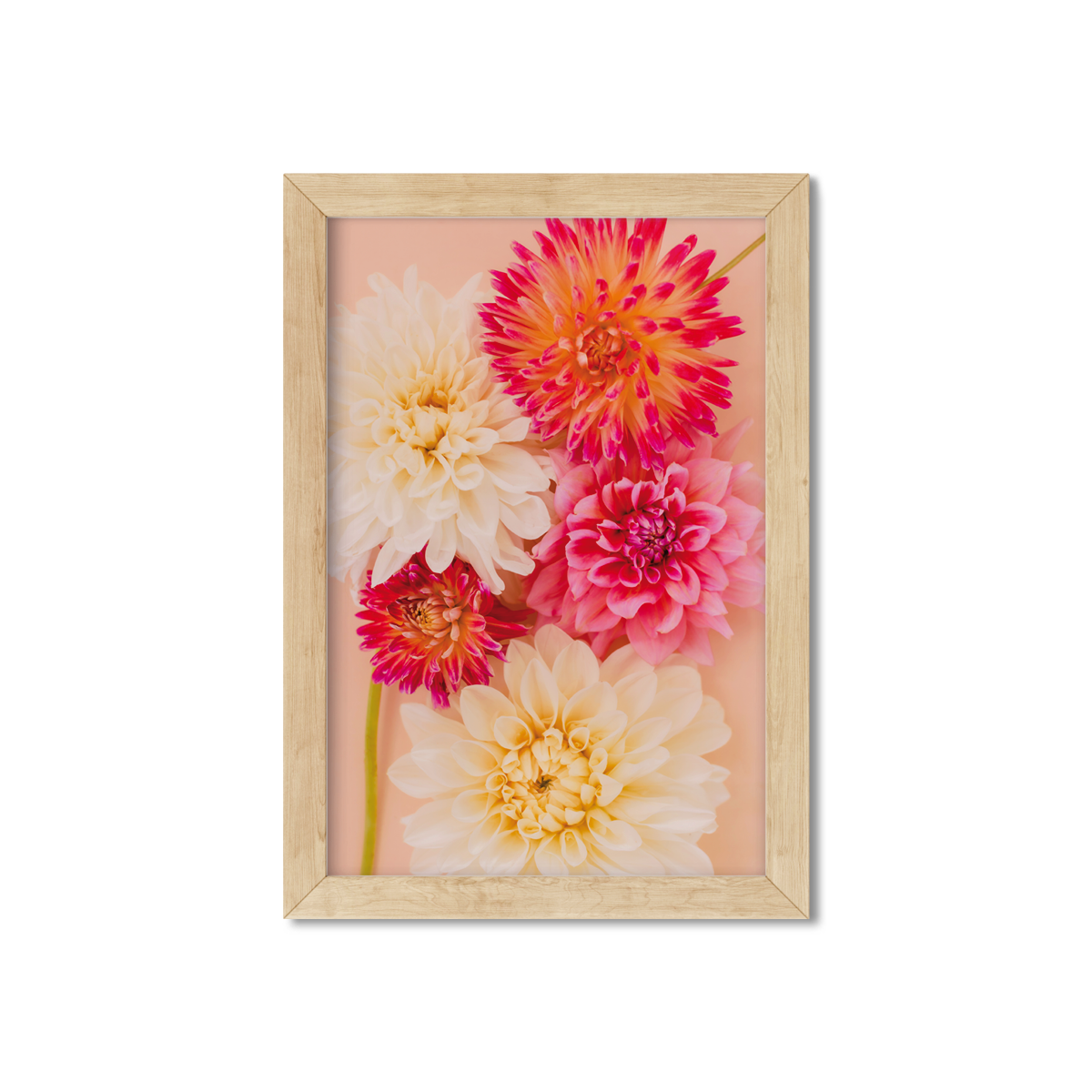 DAHLIA NO. 5