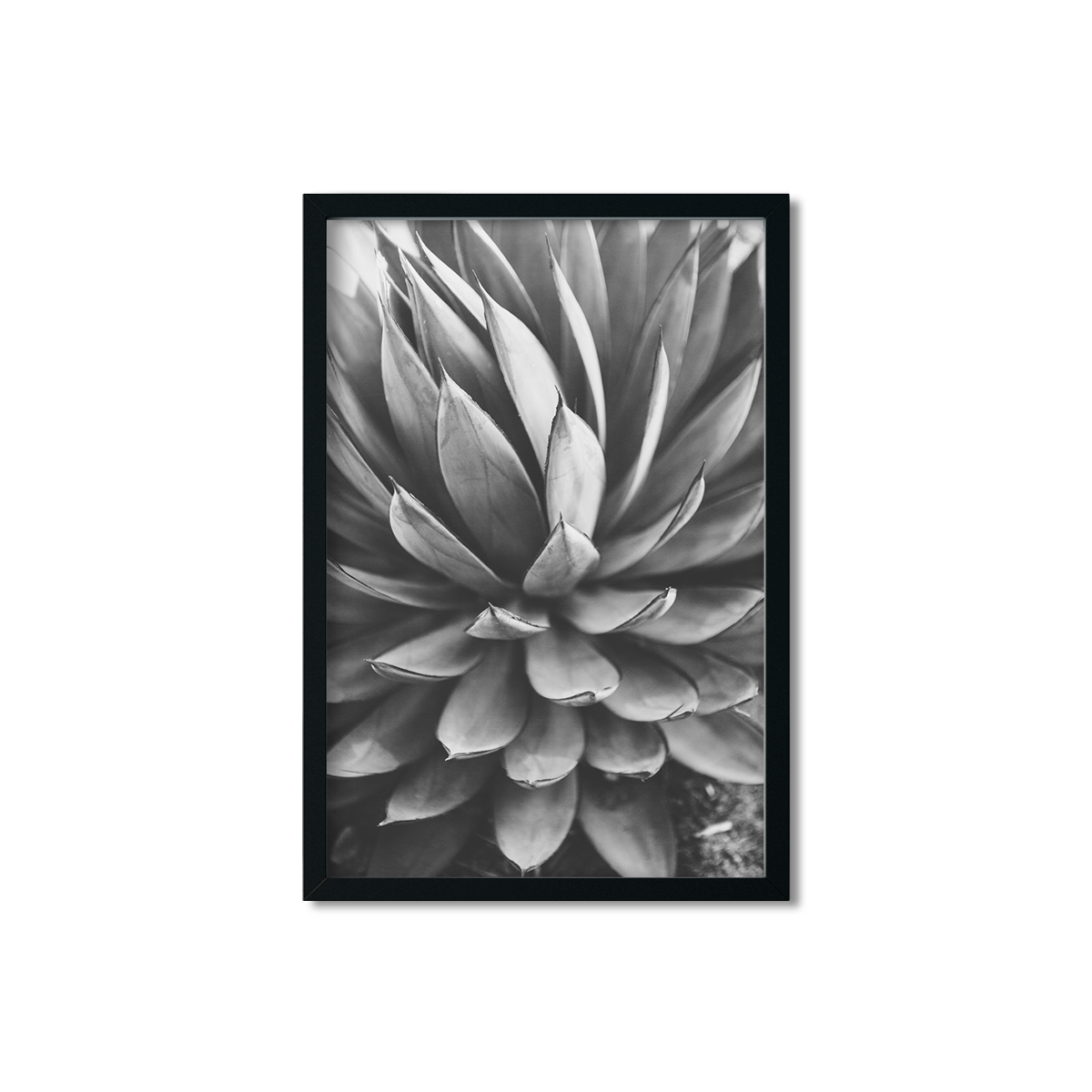 Agave Picture Frame | Agave Painting | AGAVE | Ariane Moshayedi Art