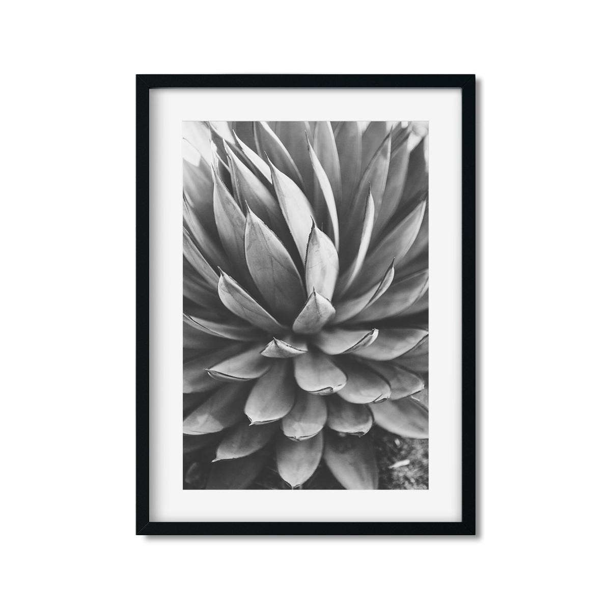 Agave Picture Frame | Agave Painting | AGAVE | Ariane Moshayedi Art