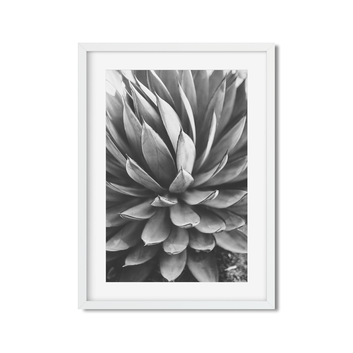 Agave Picture Frame | Agave Painting | AGAVE | Ariane Moshayedi Art