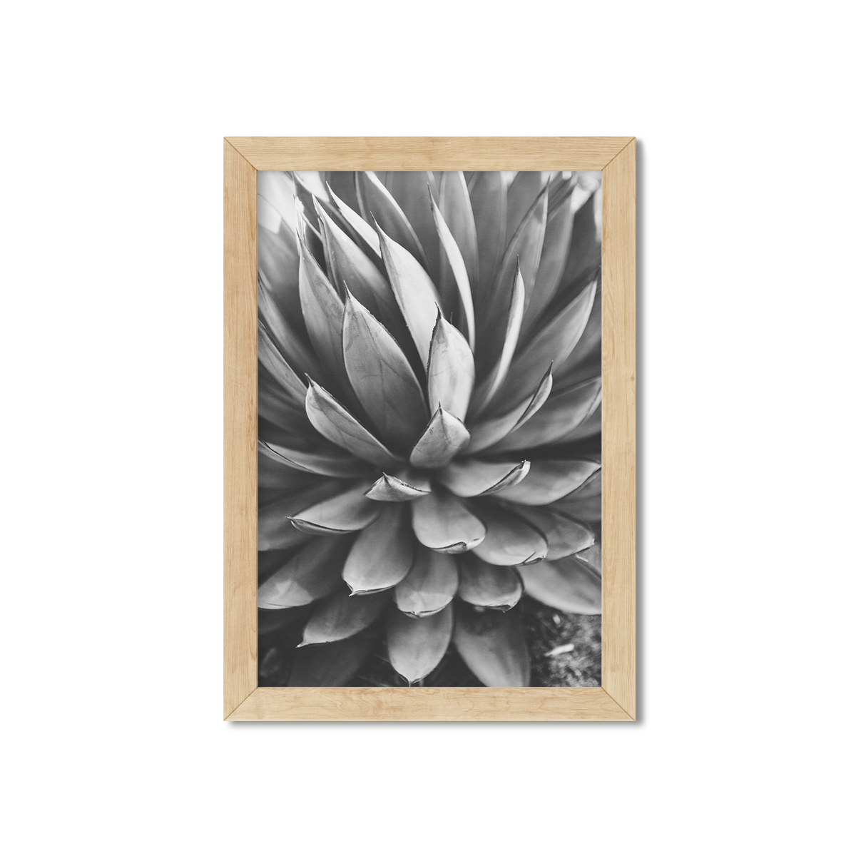 Agave Picture Frame | Agave Painting | AGAVE | Ariane Moshayedi Art