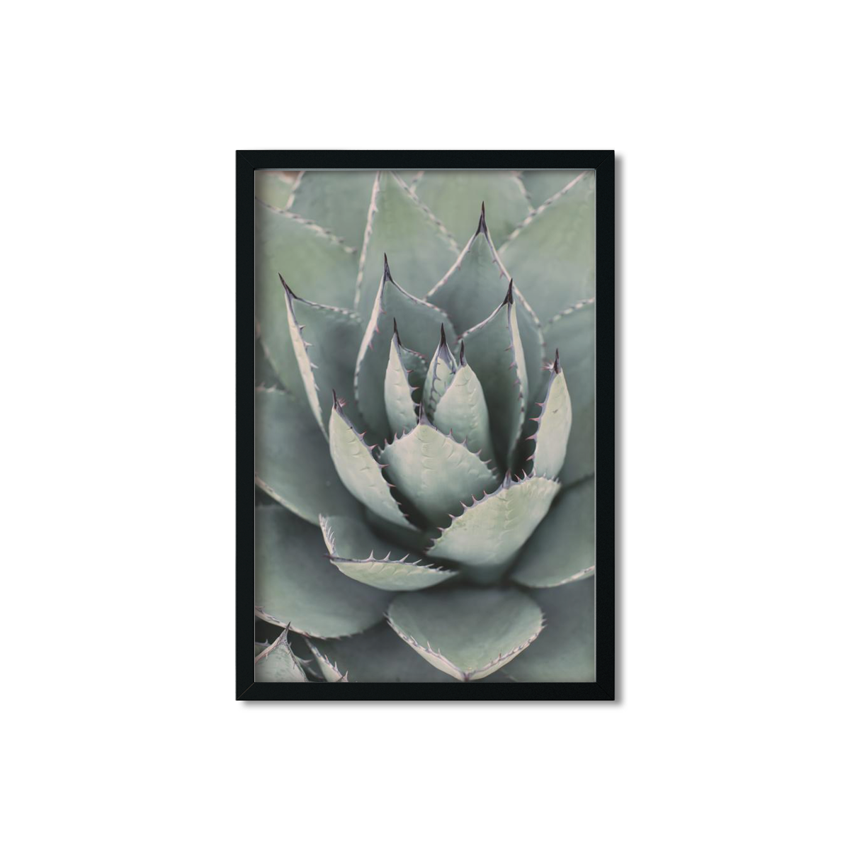 AGAVE NO. 10