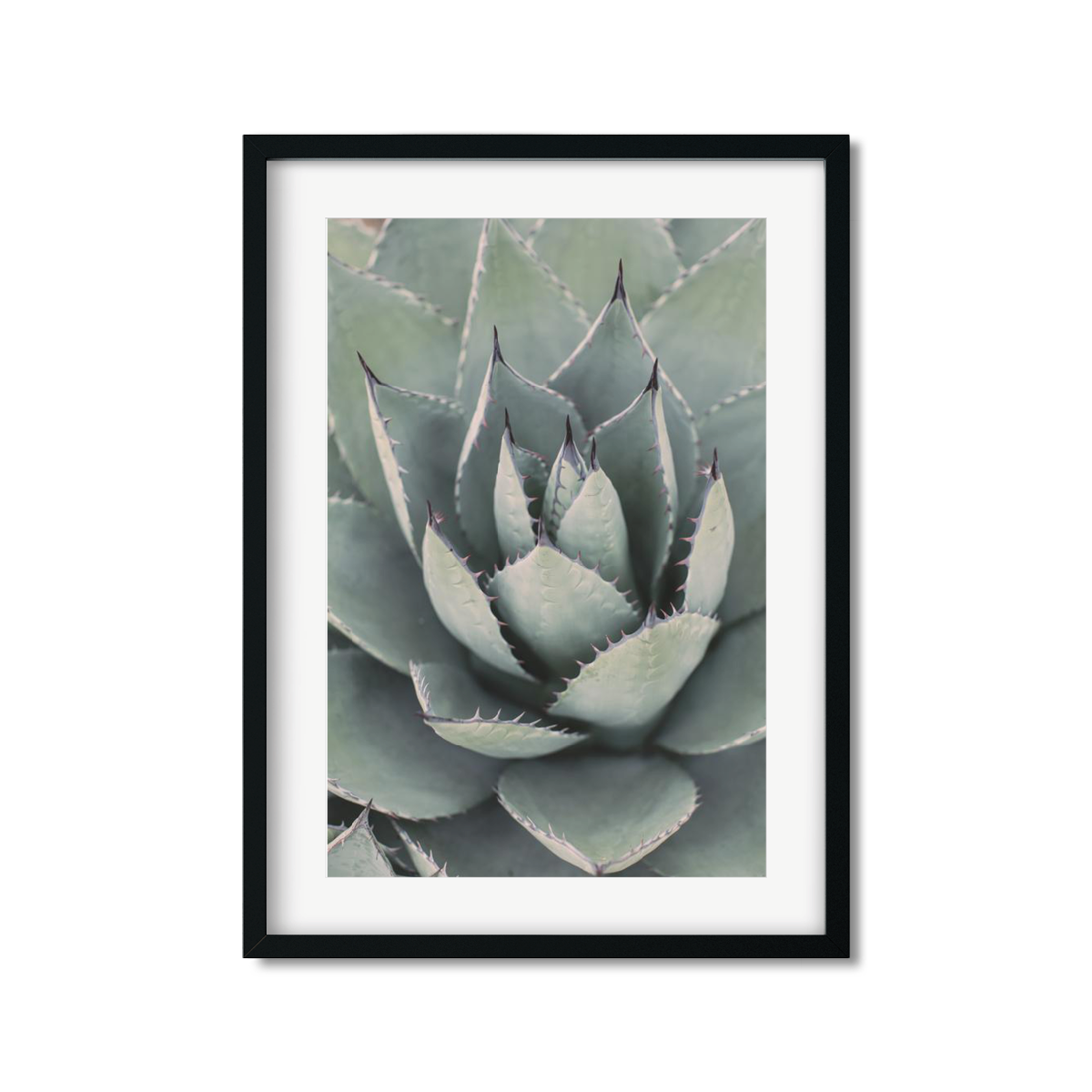 AGAVE NO. 10