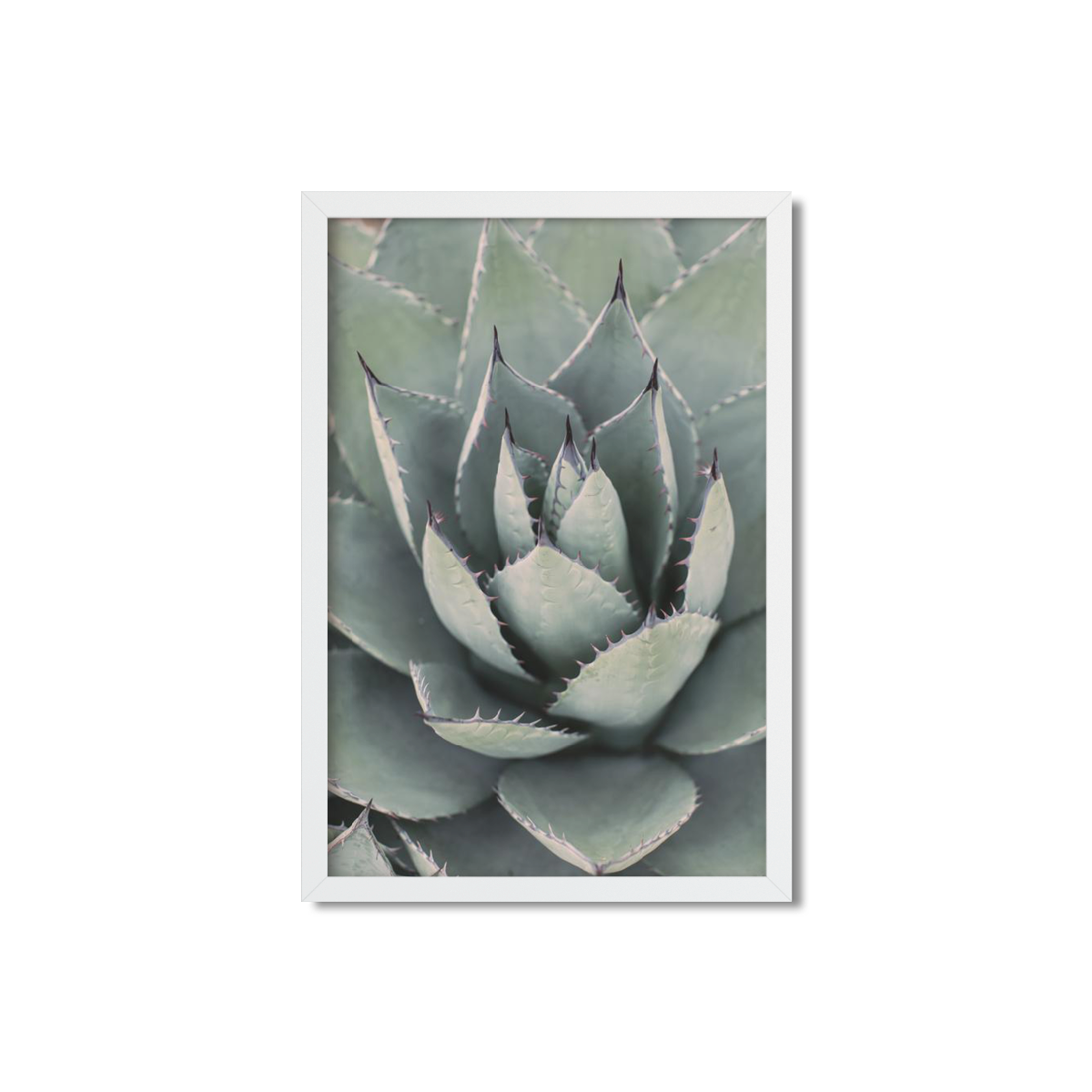 AGAVE NO. 10