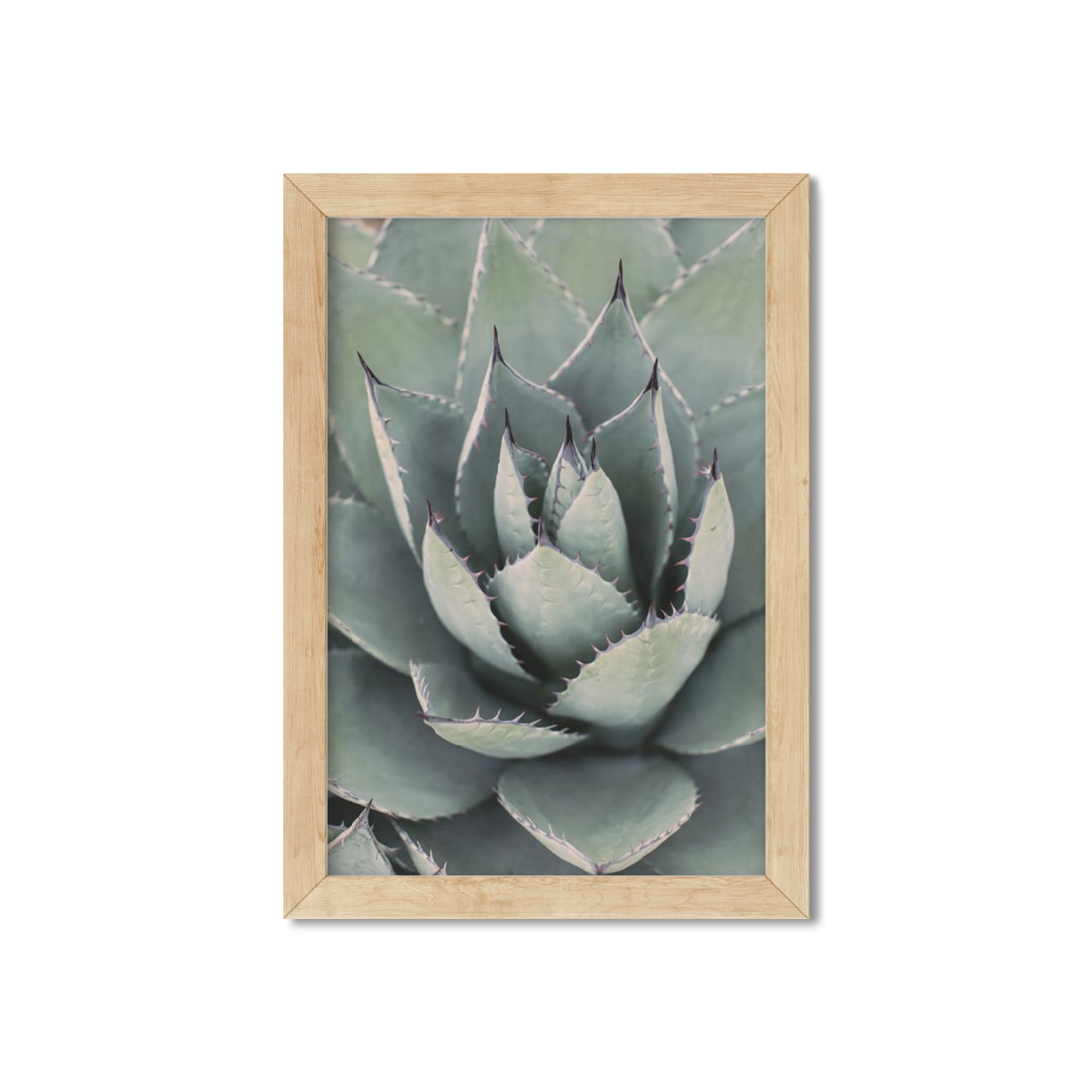 AGAVE NO. 10