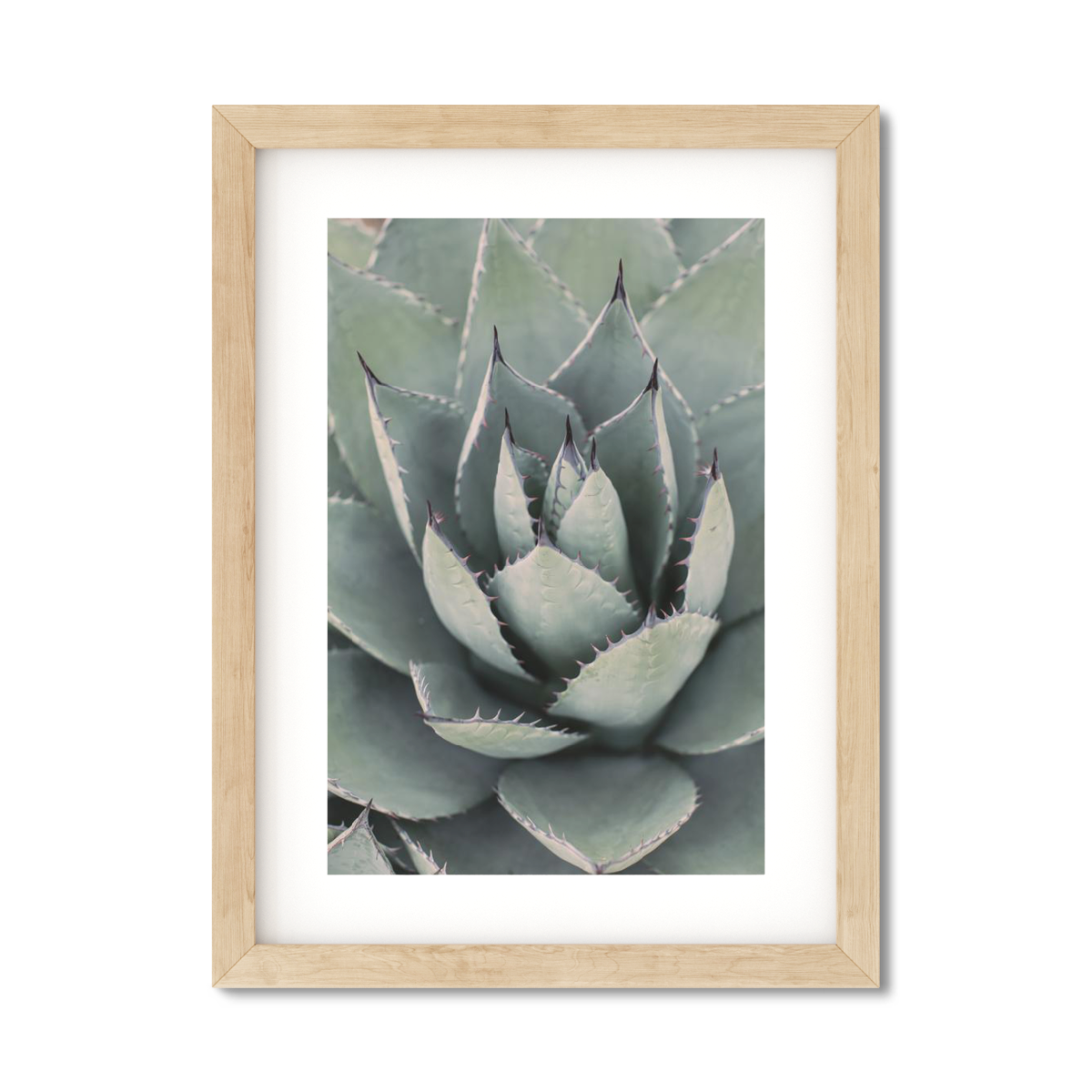 AGAVE NO. 10