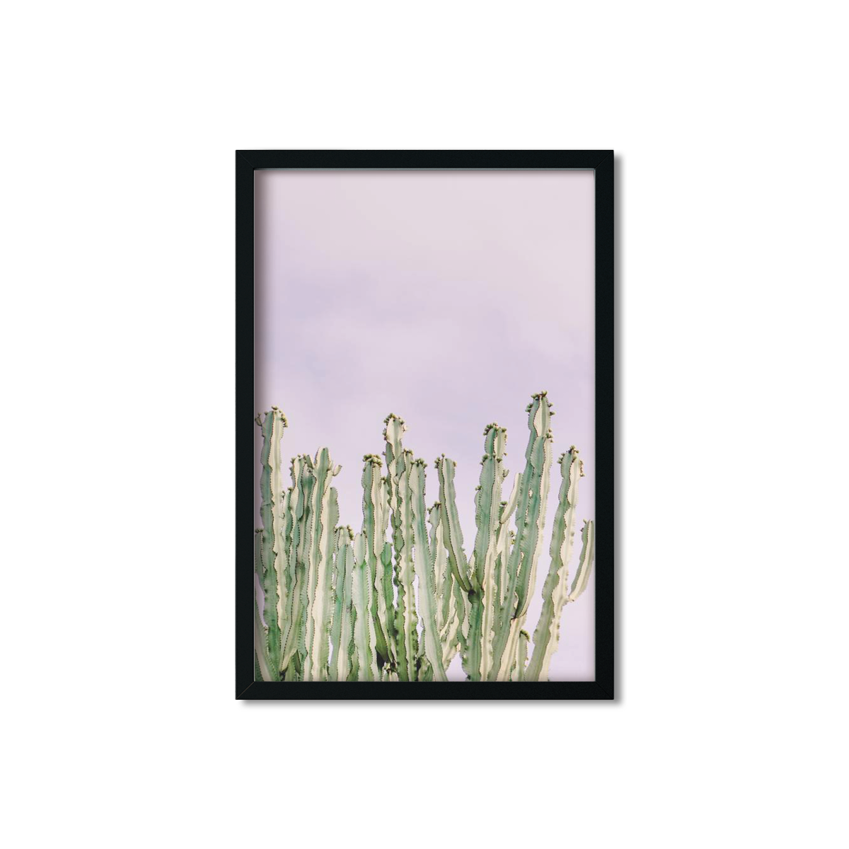 CACTUS NO. 9