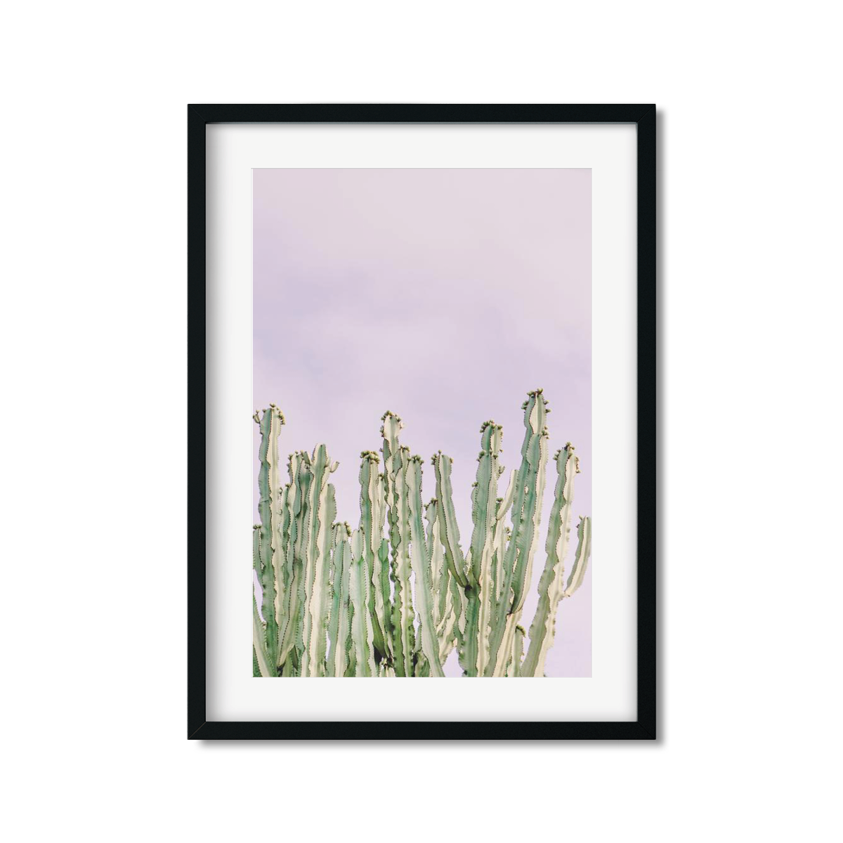 CACTUS NO. 9