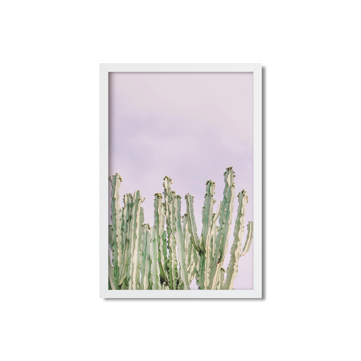 CACTUS NO. 9