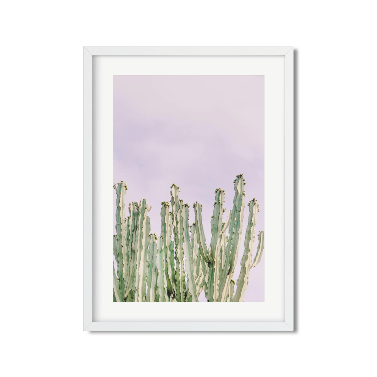CACTUS NO. 9