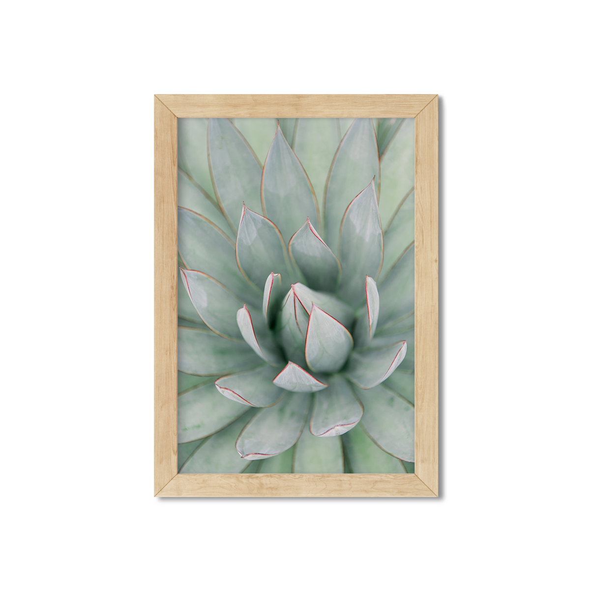 AGAVE NO. 8