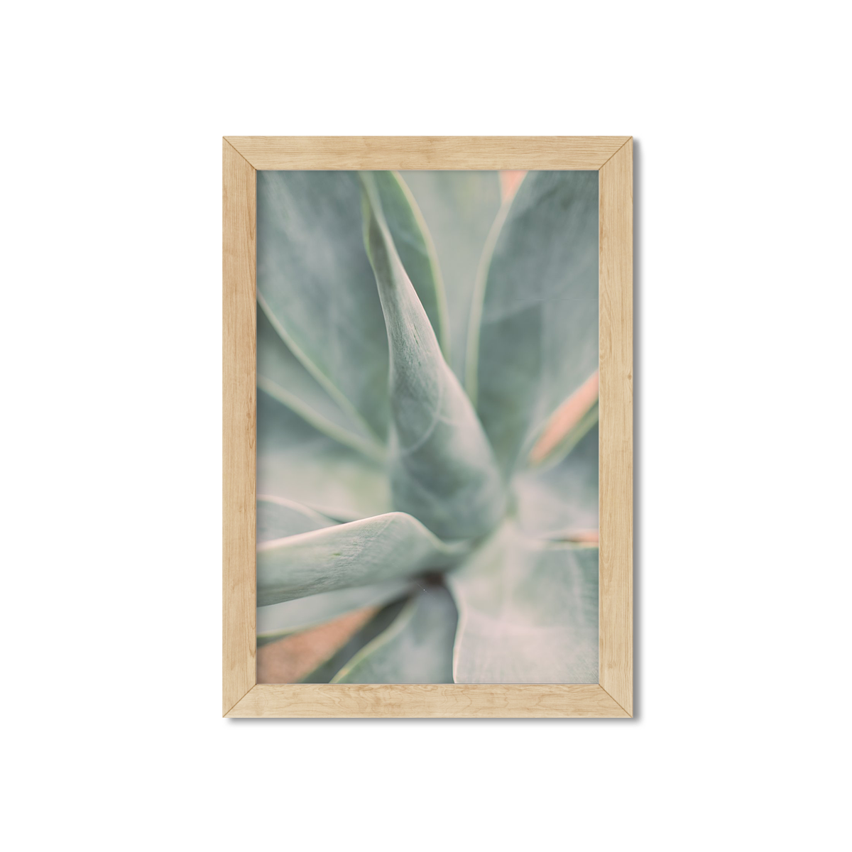 AGAVE NO. 9