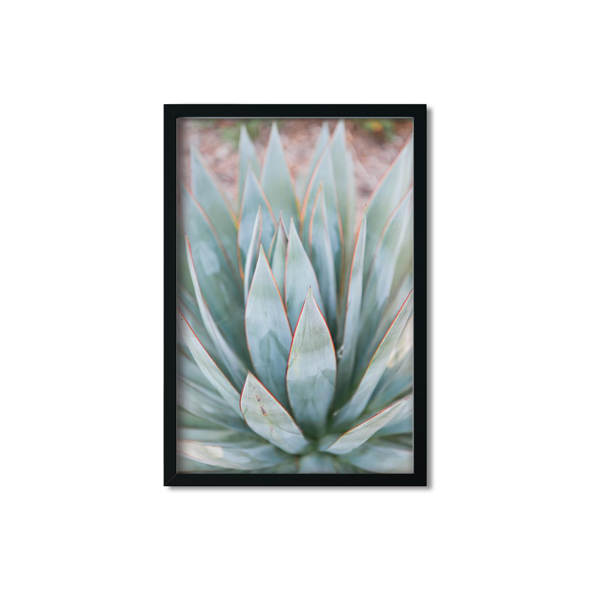 AGAVE NO. 3