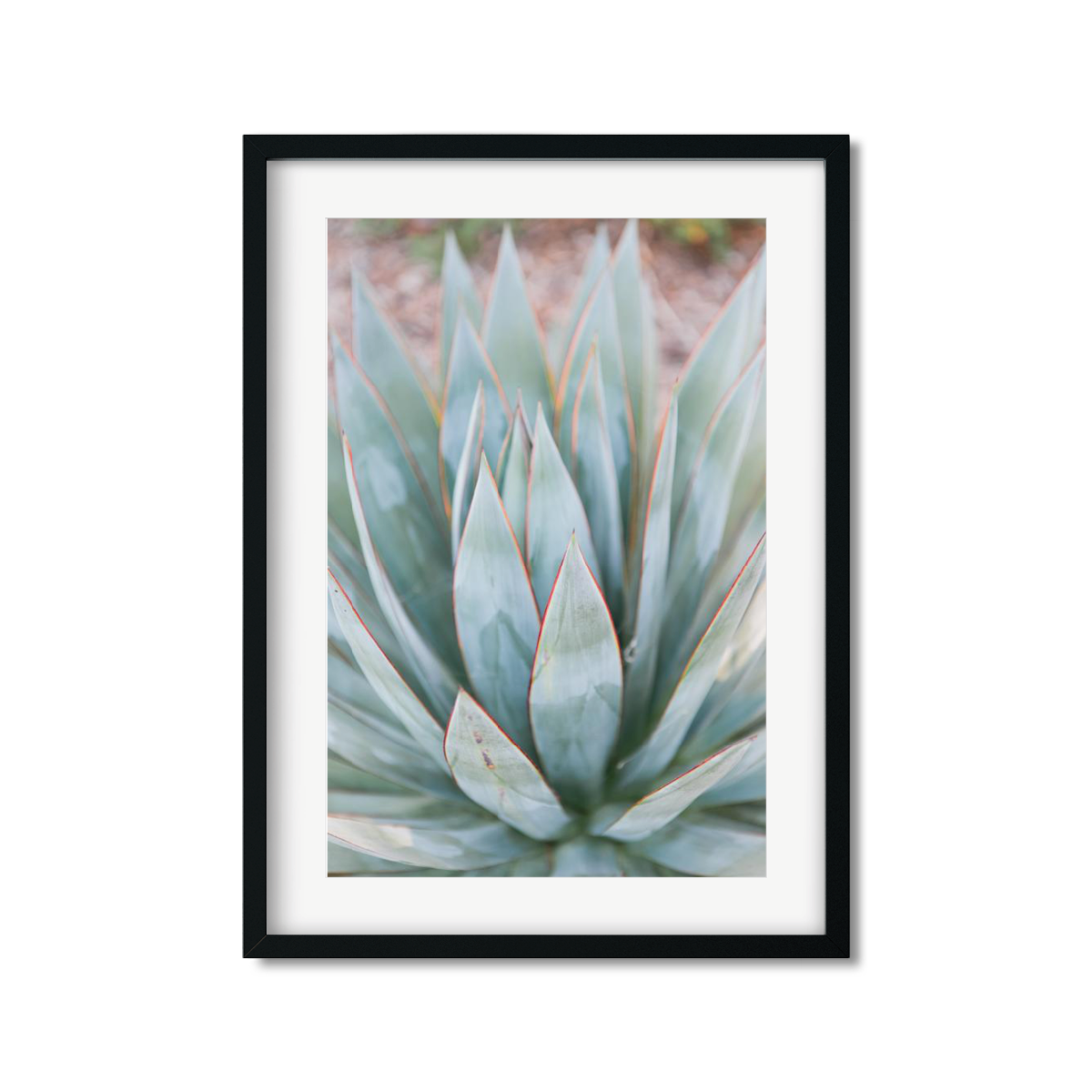 AGAVE NO. 3