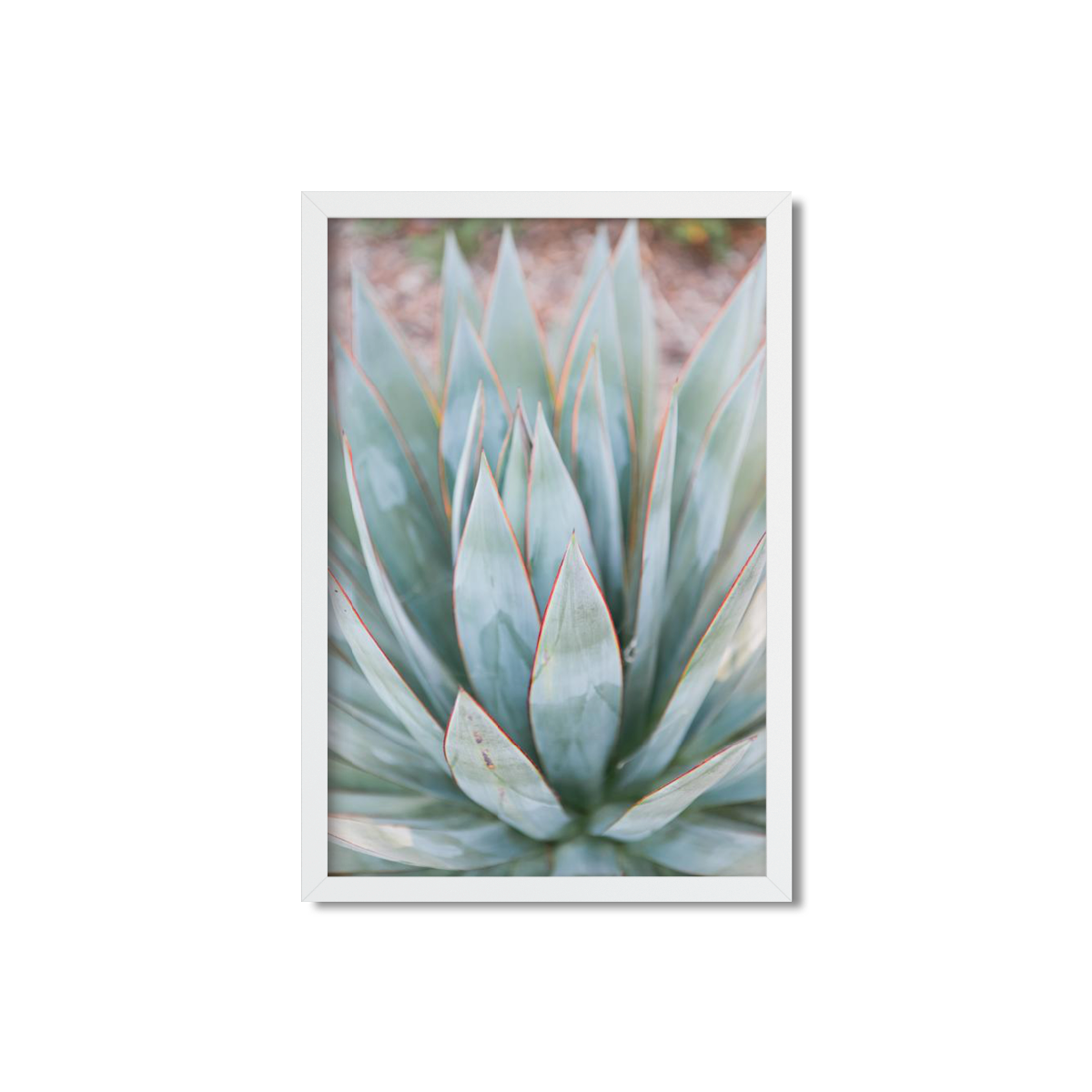 AGAVE NO. 3