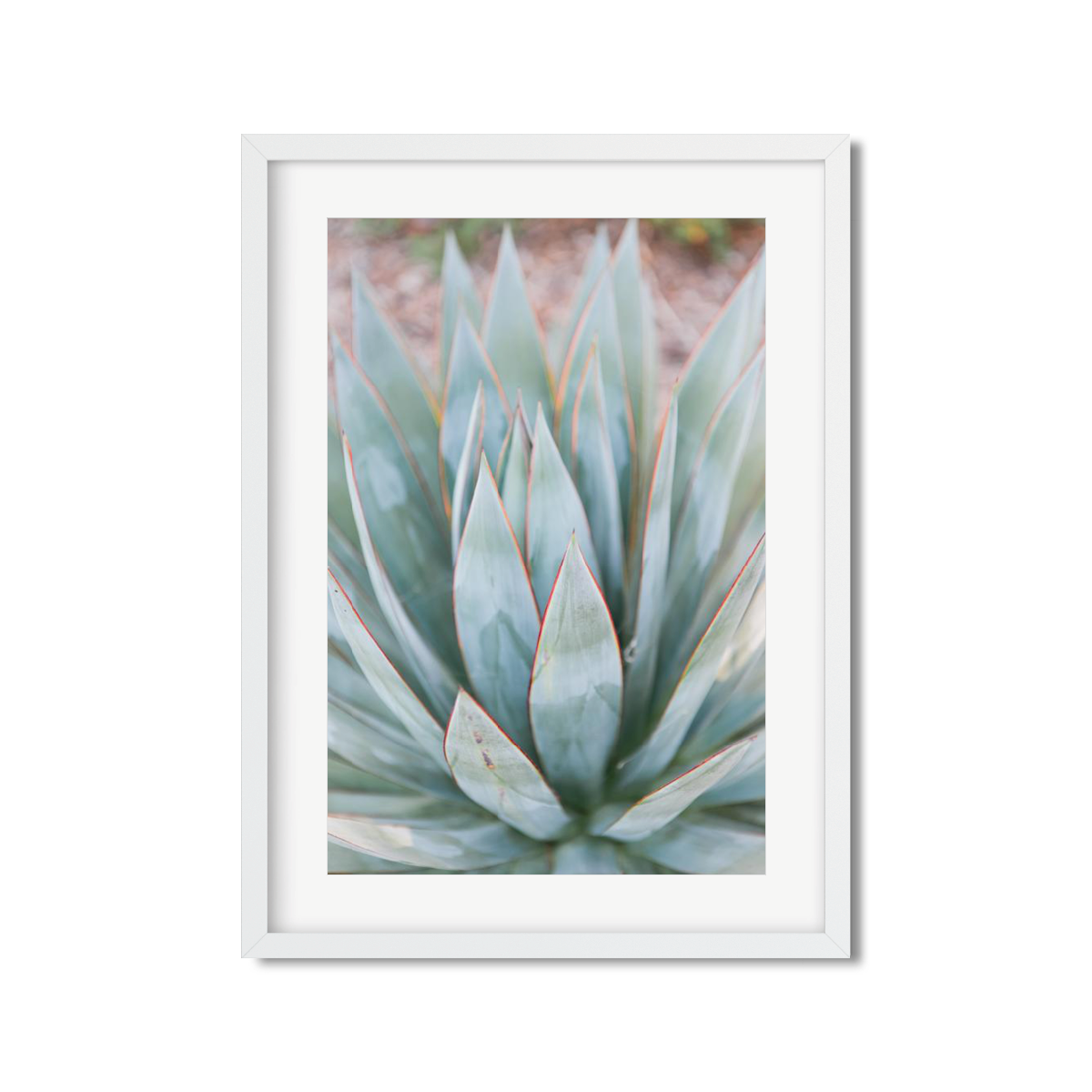 AGAVE NO. 3