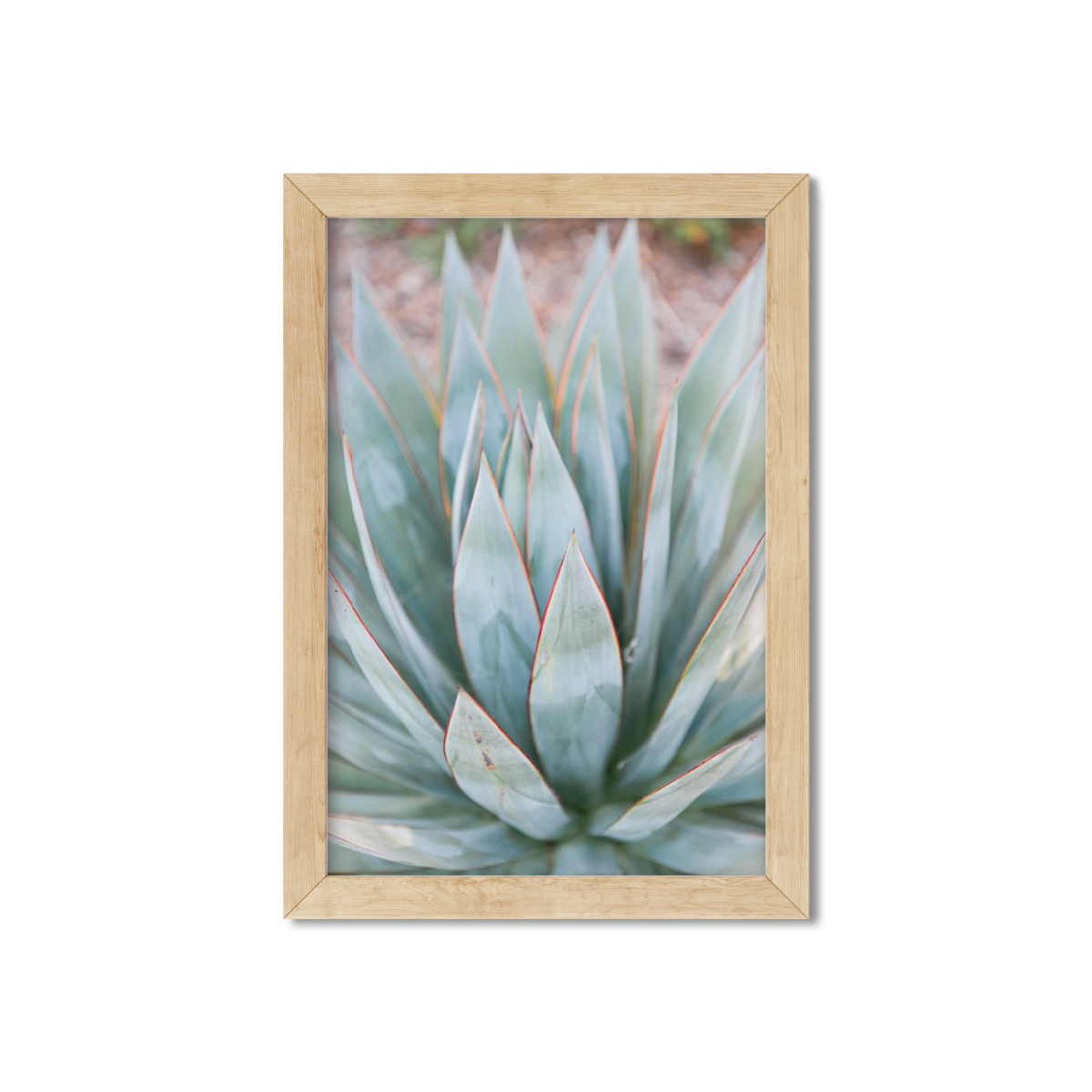 AGAVE NO. 3