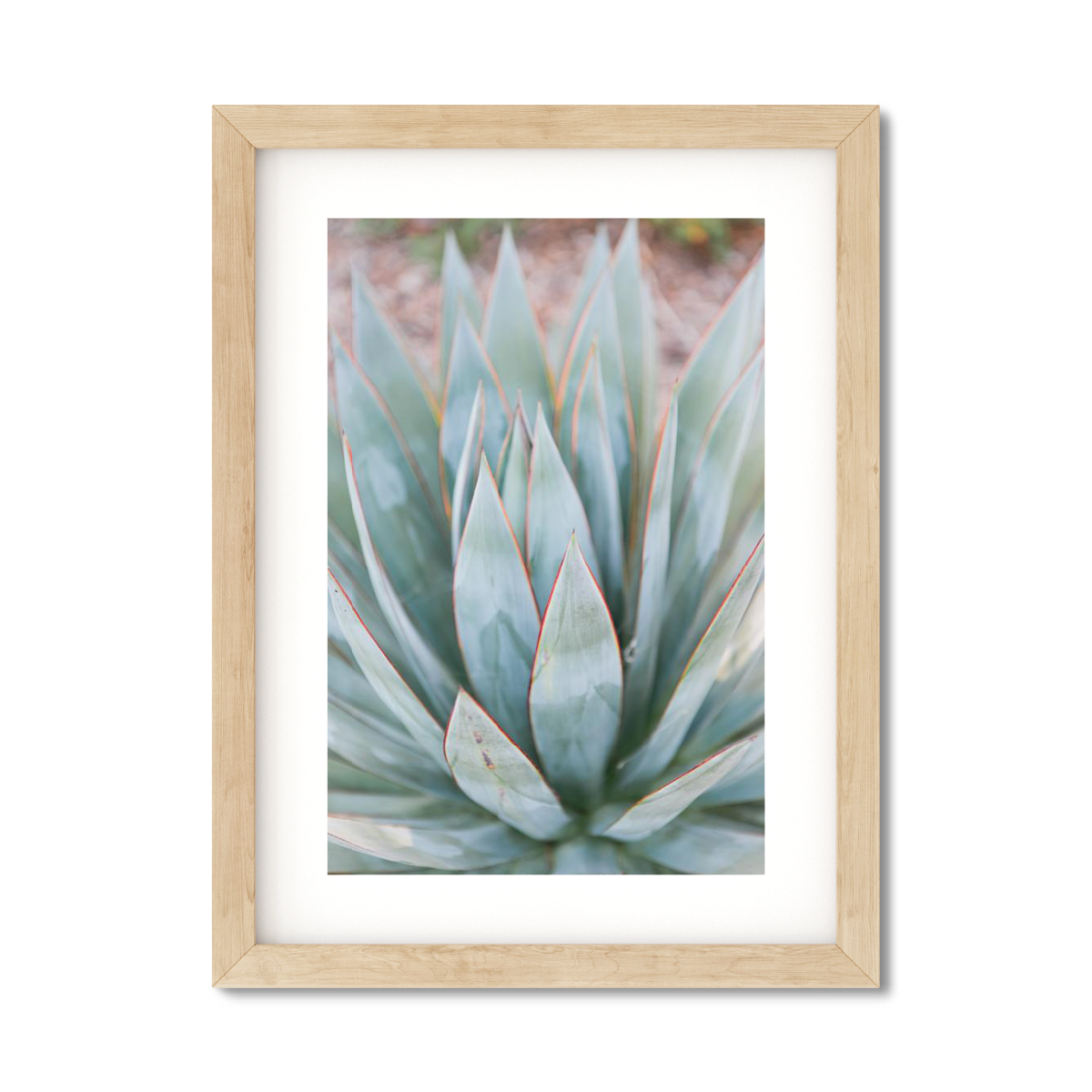 AGAVE NO. 3