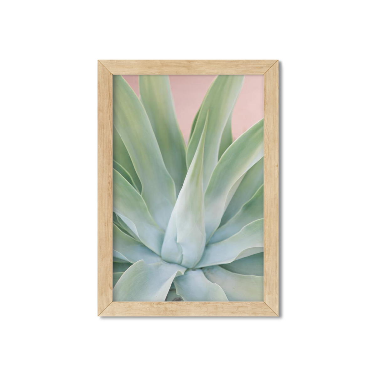 AGAVE NO. 4