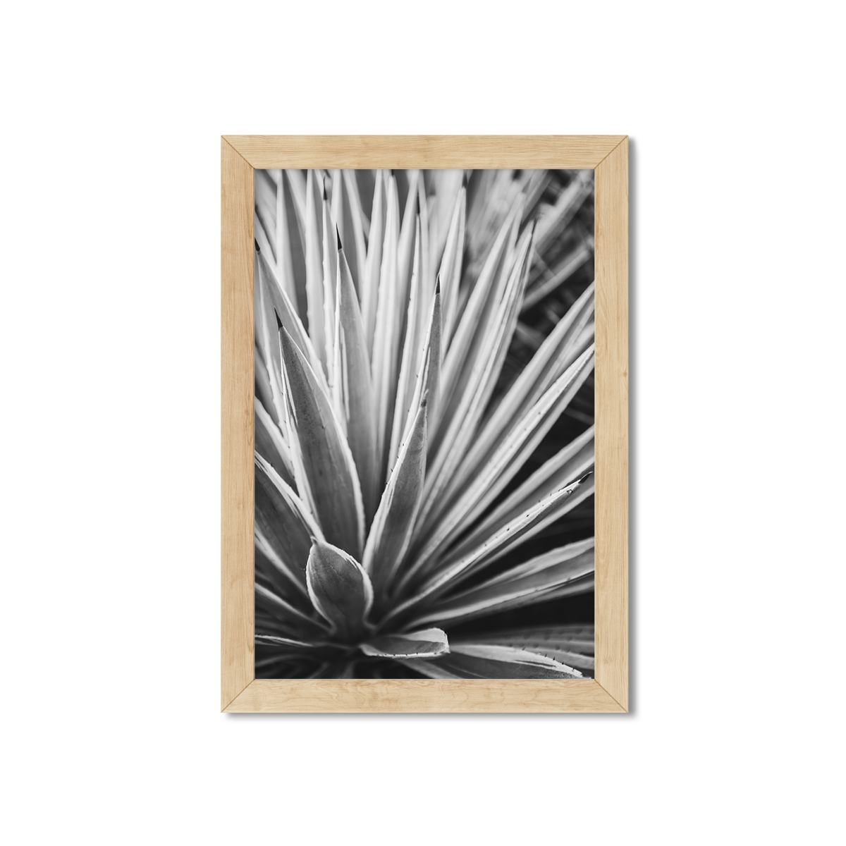 AGAVE NO. 12