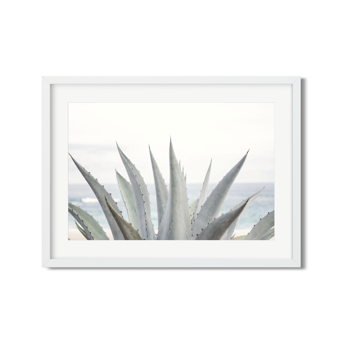 AGAVE NO. 7