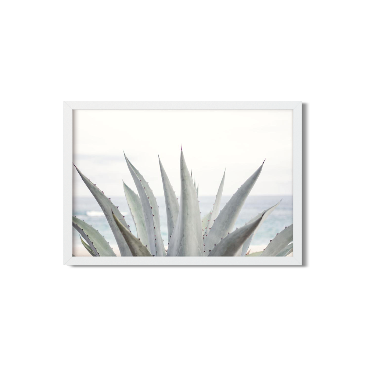 AGAVE NO. 7