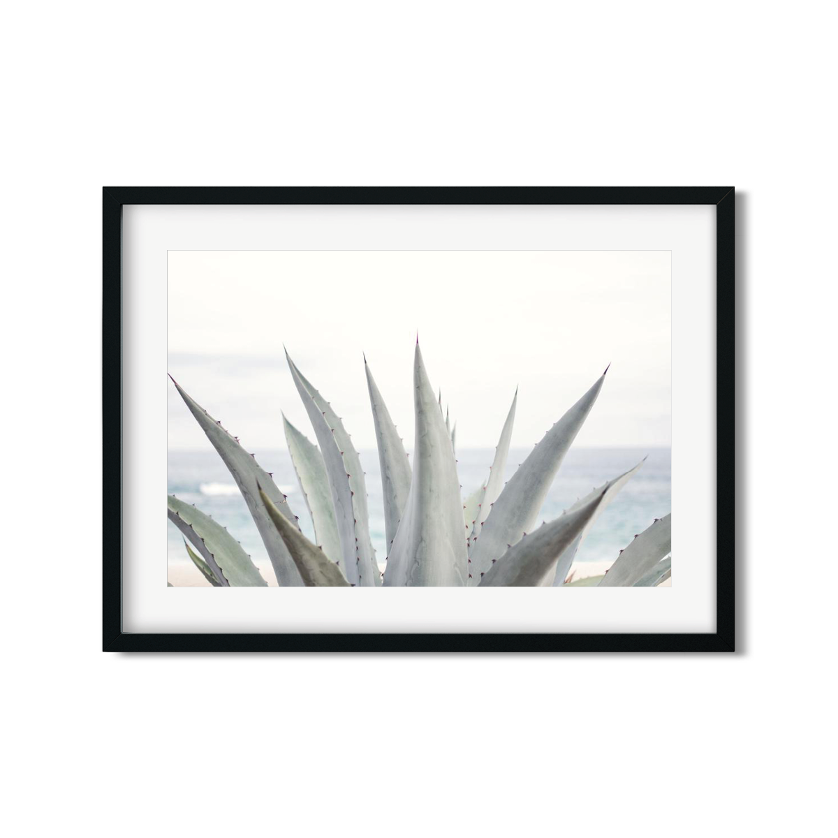 AGAVE NO. 7