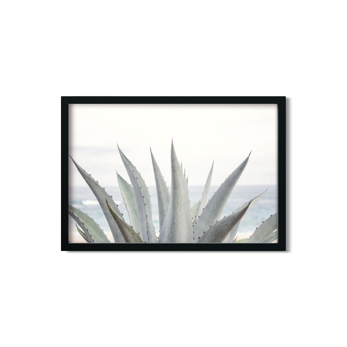 AGAVE NO. 7