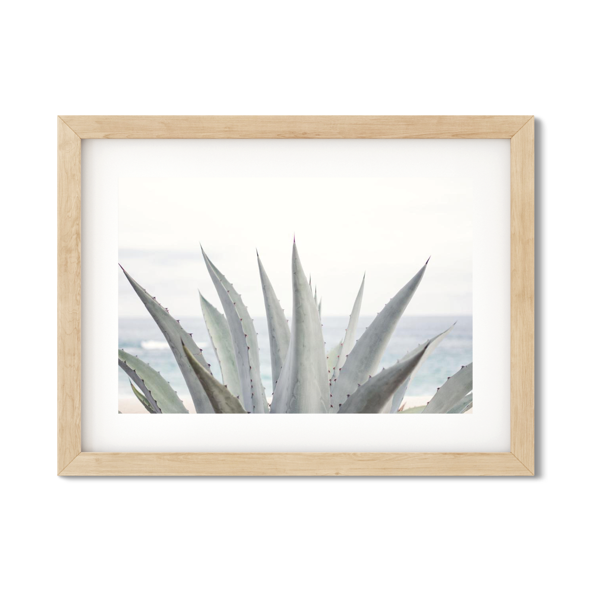 AGAVE NO. 7