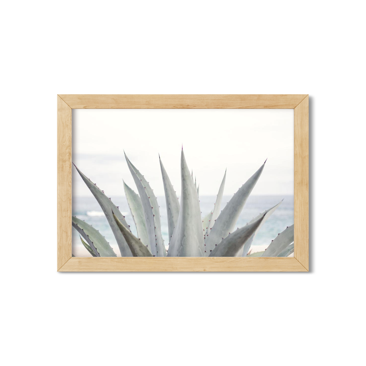 AGAVE NO. 7