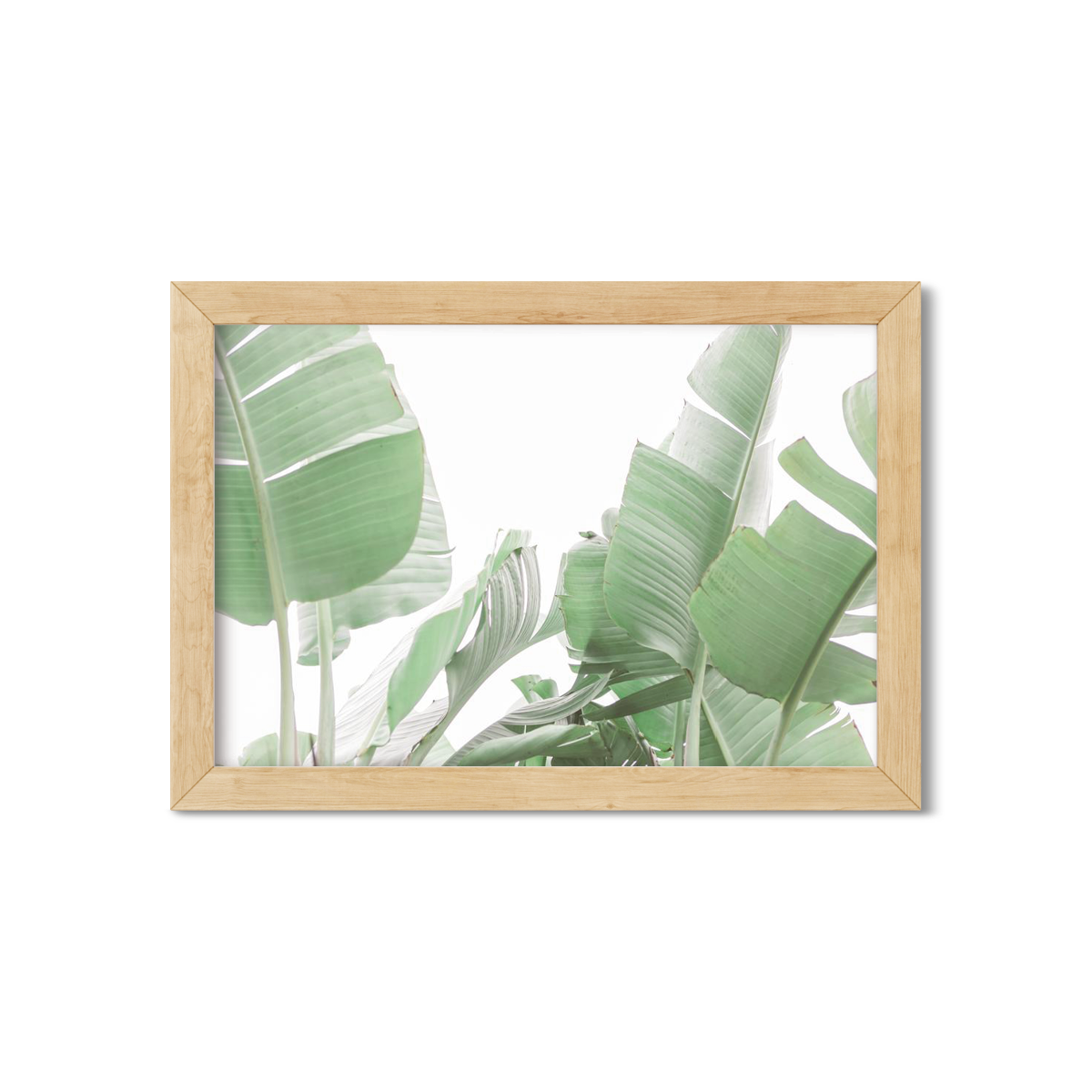 BANANA LEAVES NO. 11