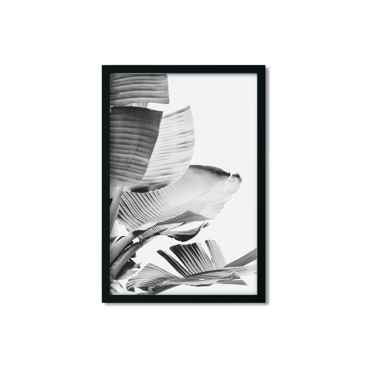 BANANA LEAVES NO. 14