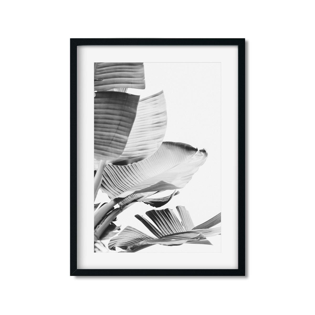 BANANA LEAVES NO. 14
