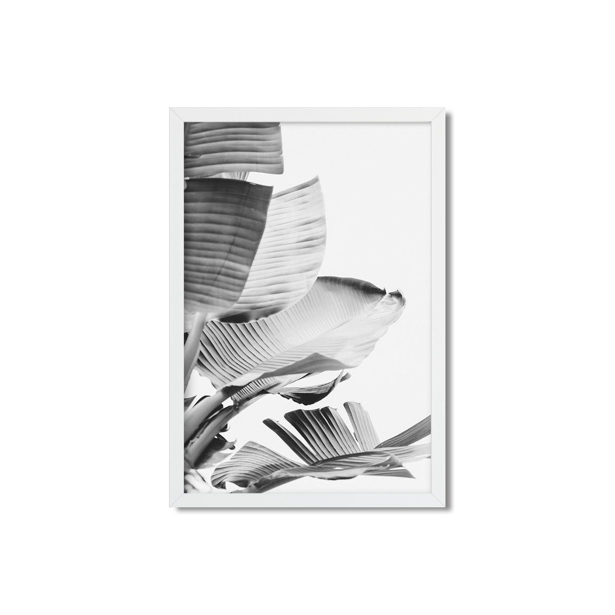 BANANA LEAVES NO. 14