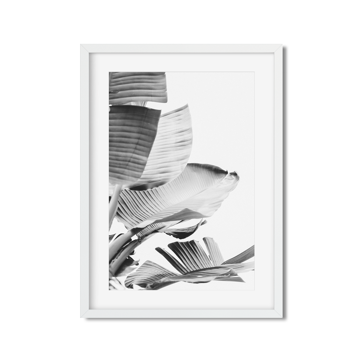 BANANA LEAVES NO. 14