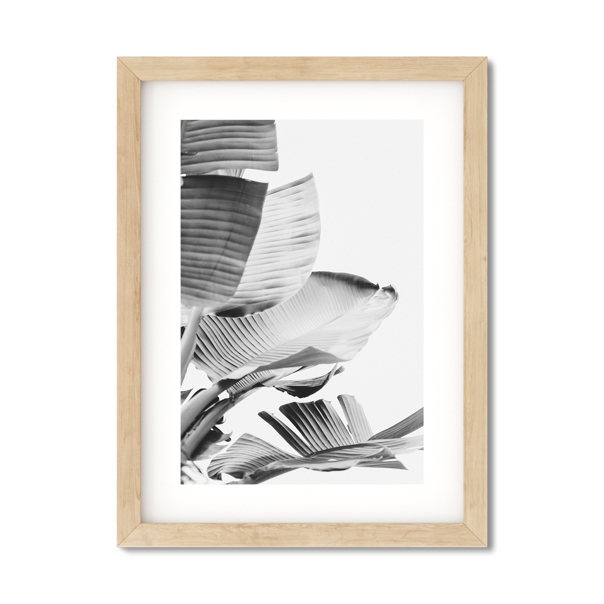 BANANA LEAVES NO. 14