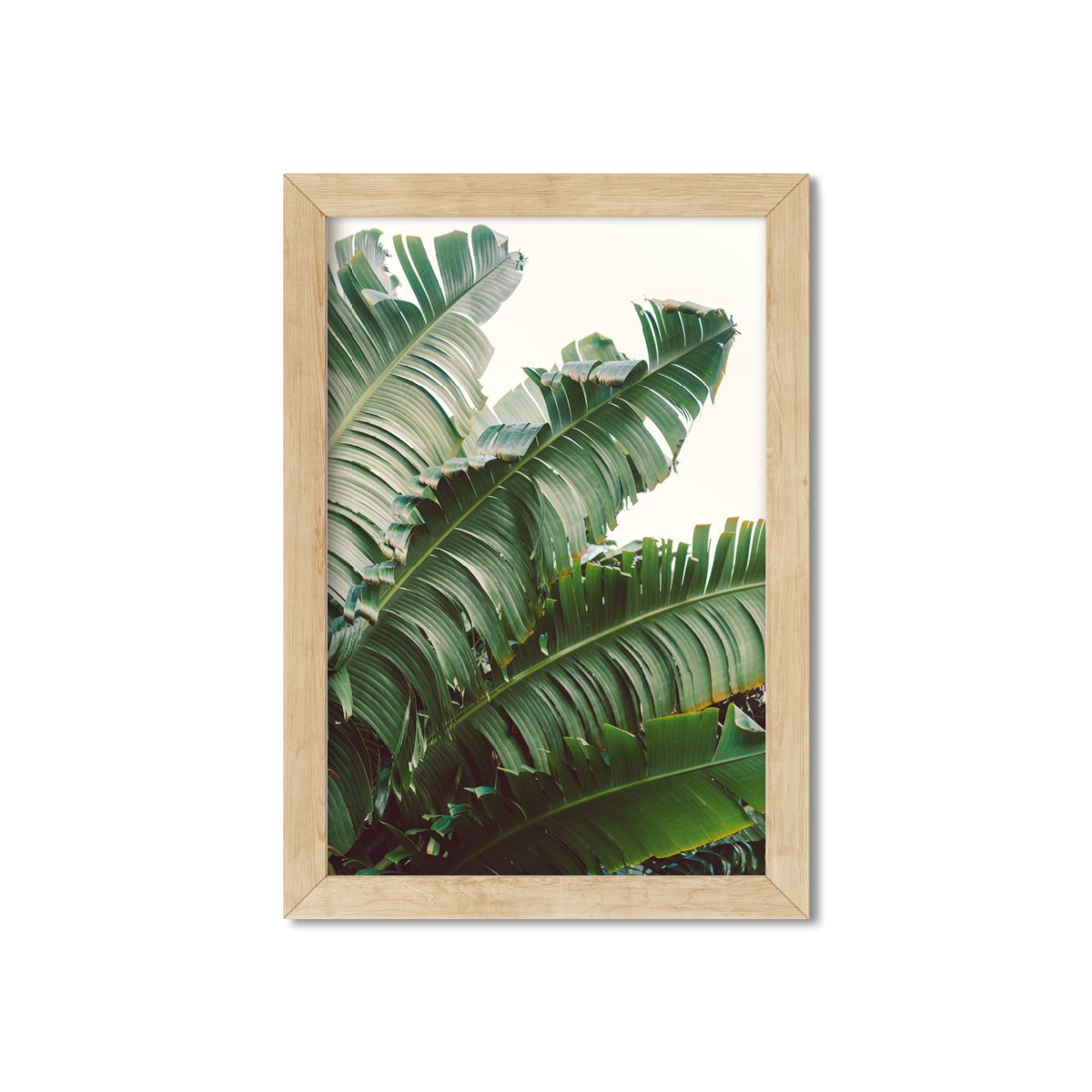 BANANA LEAVES NO. 13