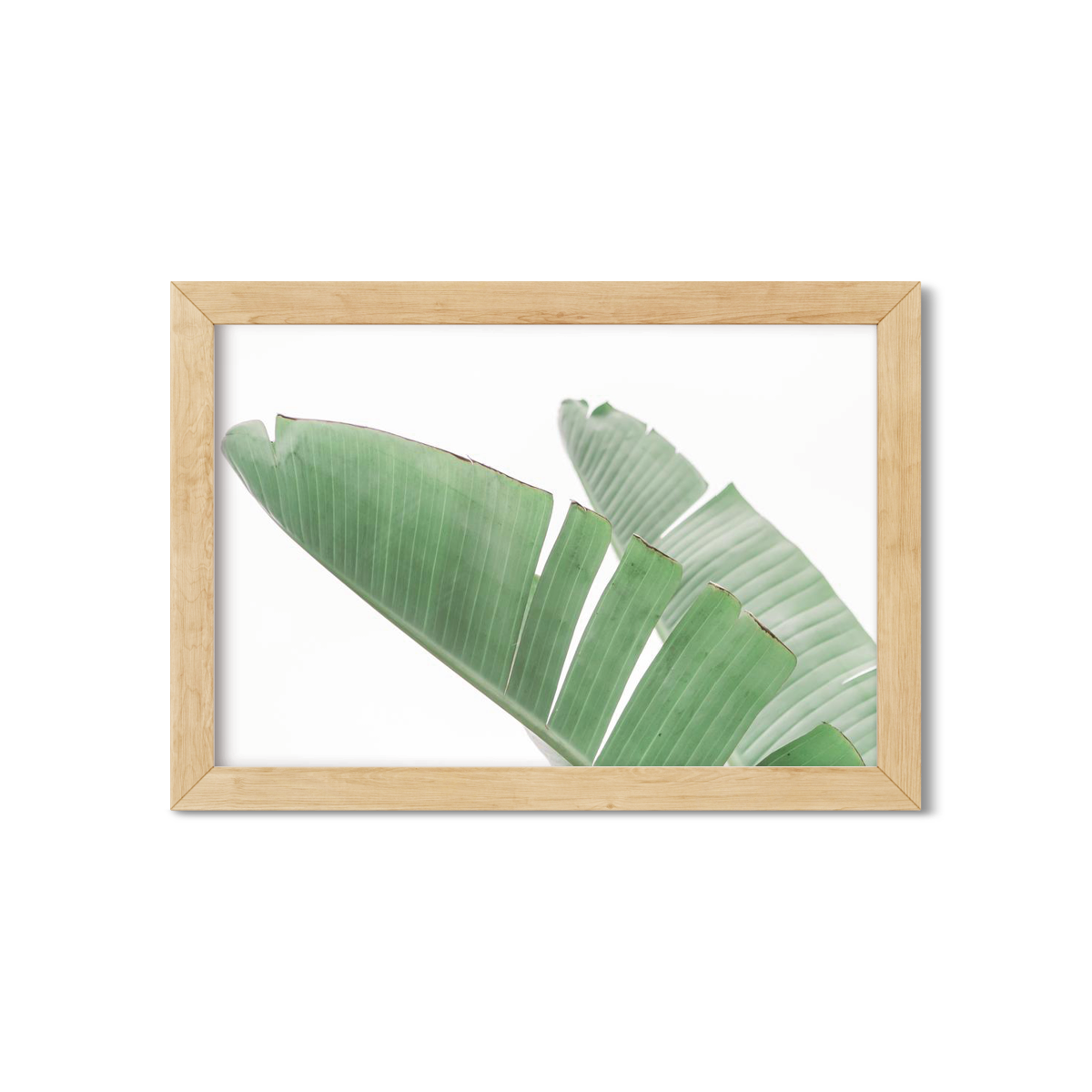 BANANA LEAVES NO. 15