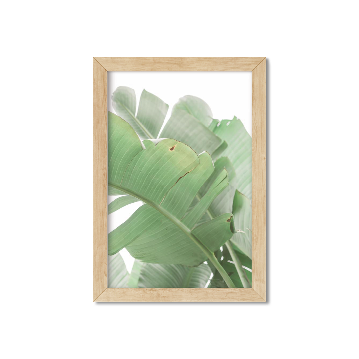 BANANA LEAVES NO. 16