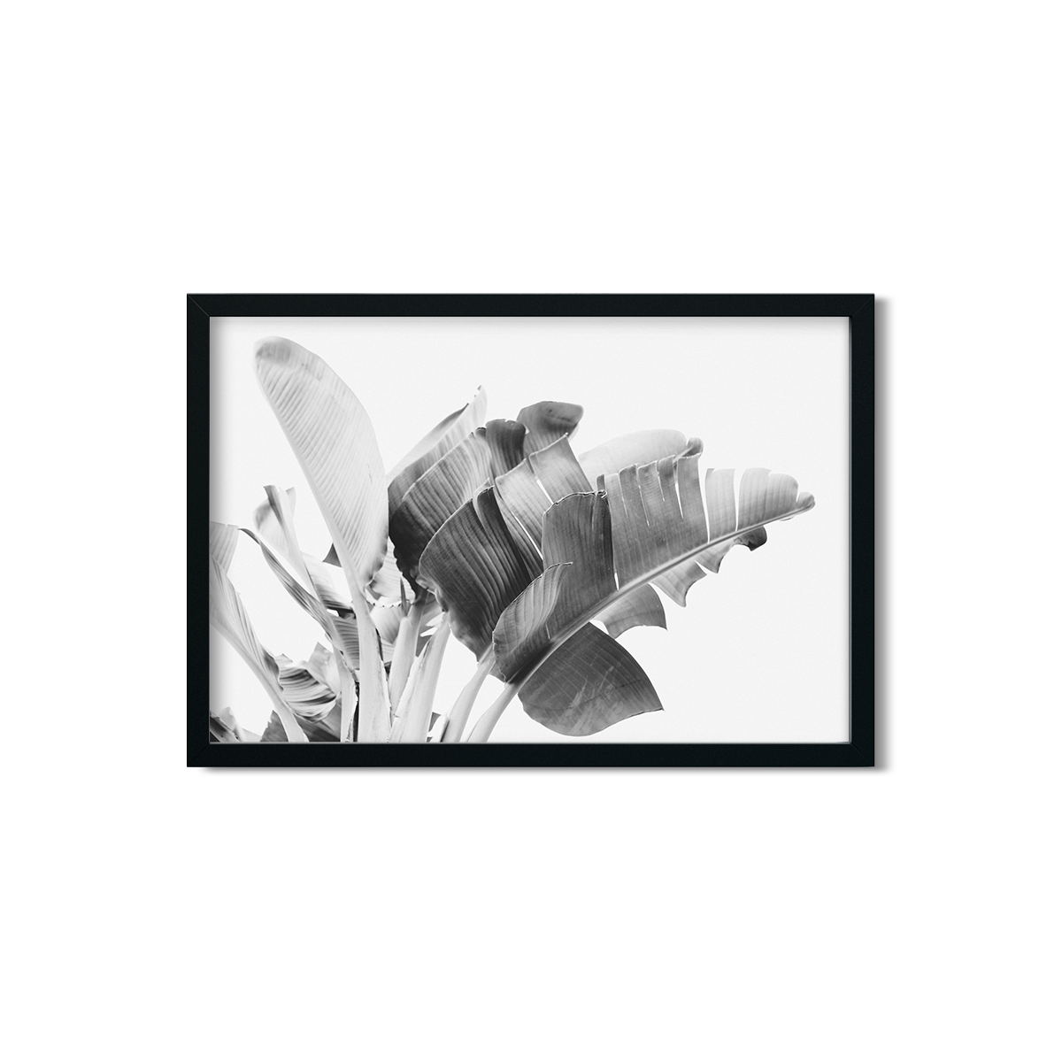 BANANA LEAVES NO. 17