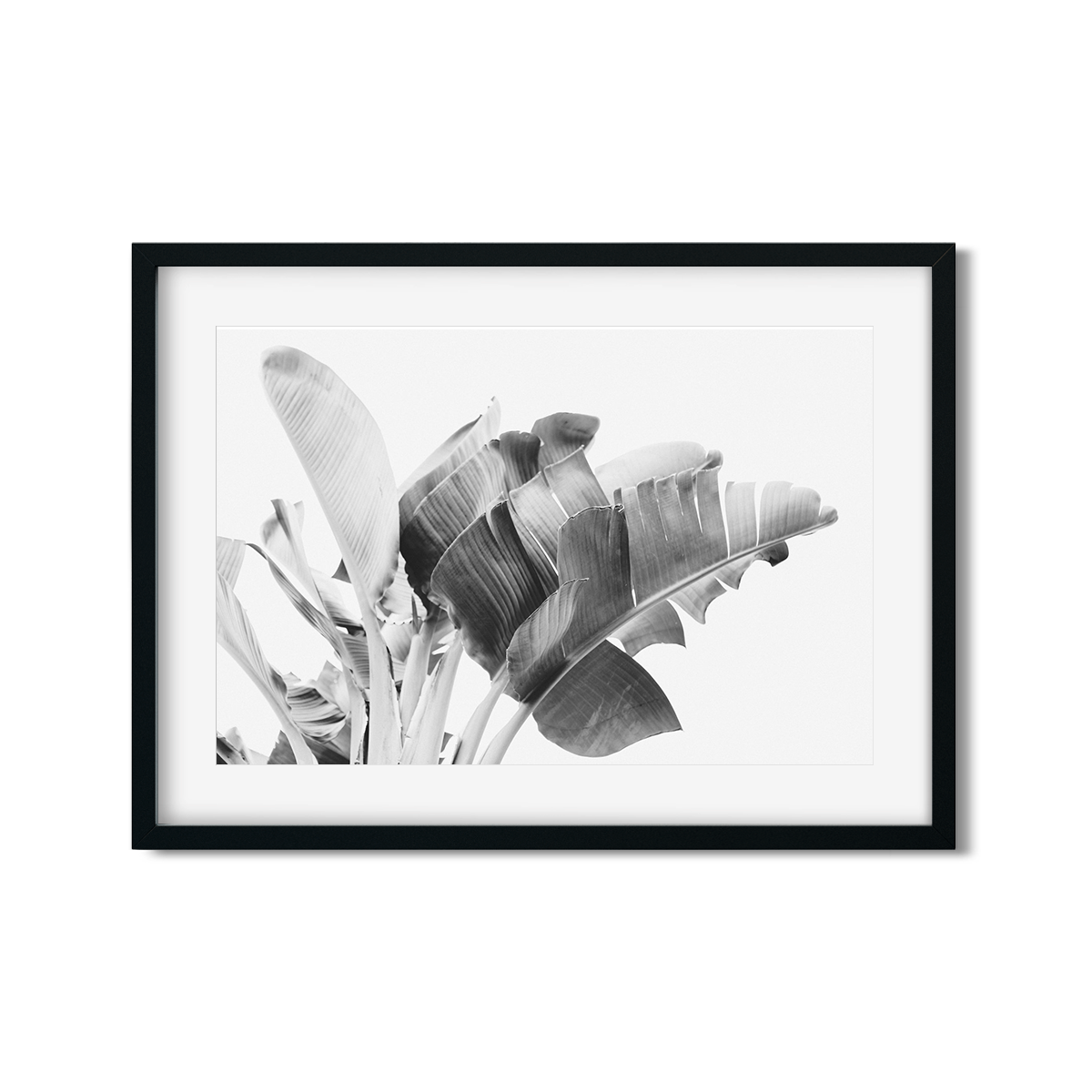 BANANA LEAVES NO. 17