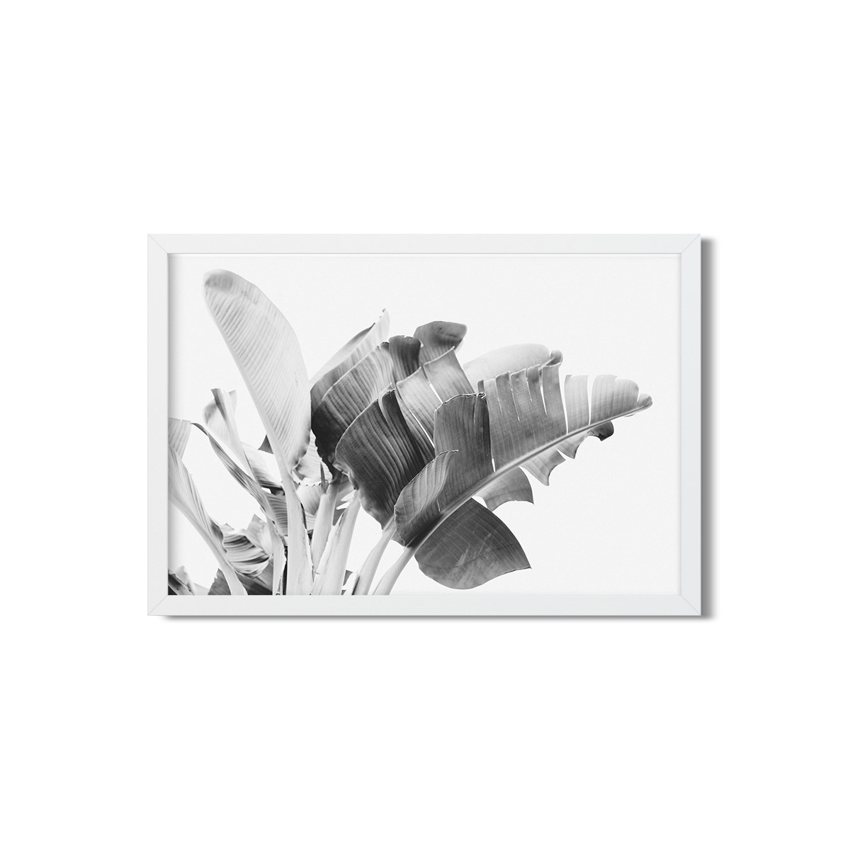 BANANA LEAVES NO. 17