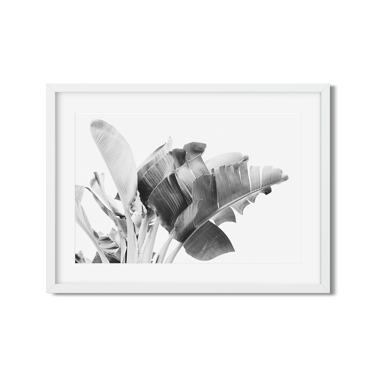 BANANA LEAVES NO. 17