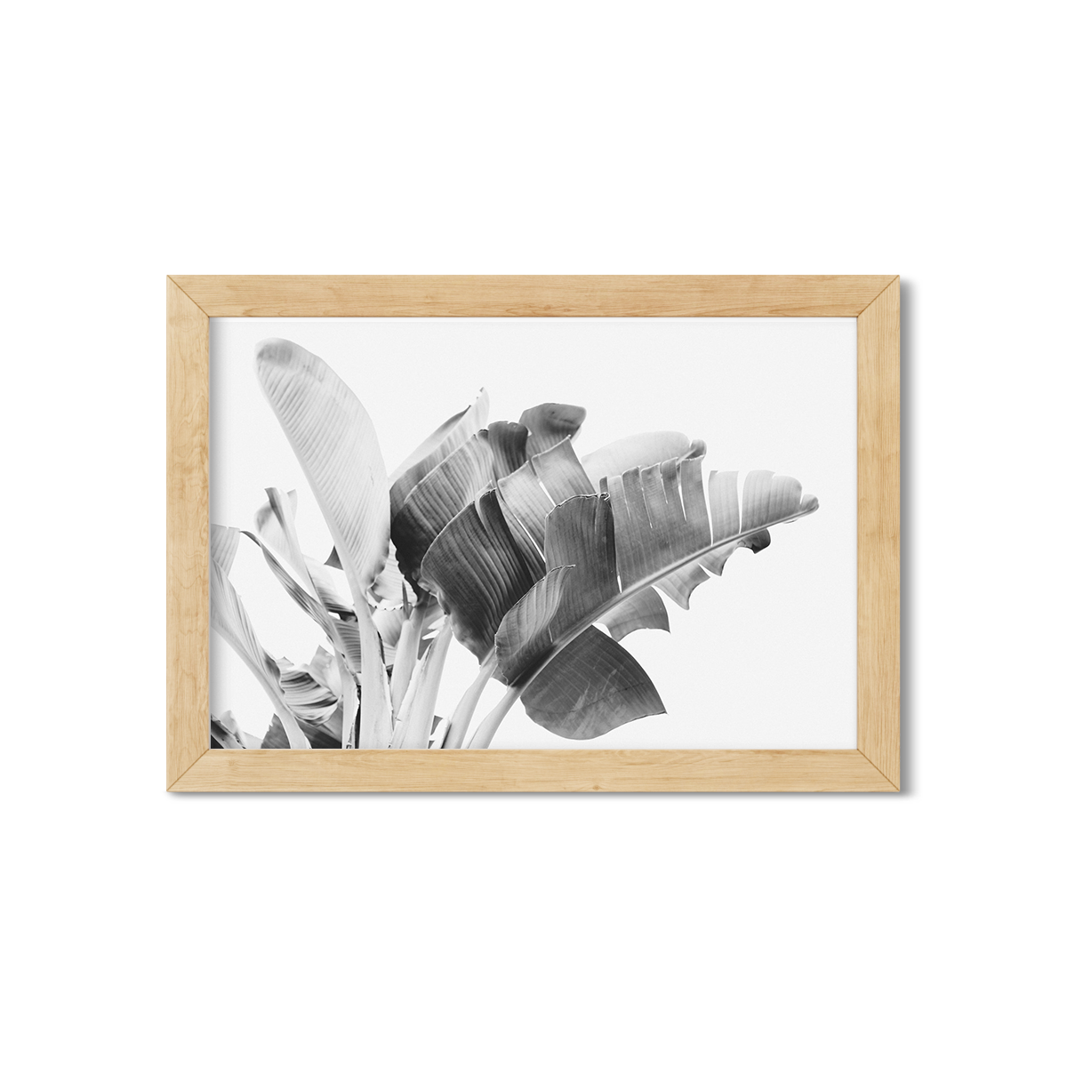 BANANA LEAVES NO. 17