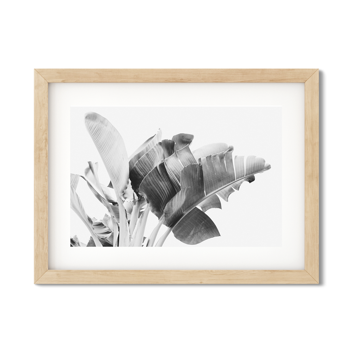 BANANA LEAVES NO. 17
